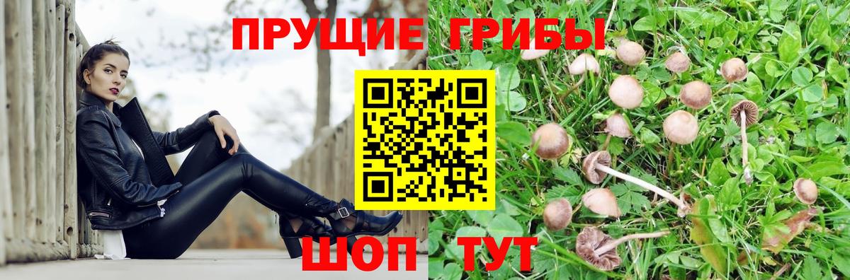 Галлюциногенные грибы Psilocybine cubensis  Вход с VPN  Астрахань 